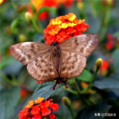 魔龙召唤手游