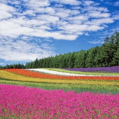 安峰倩女幽魂手游版本下载